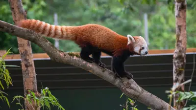 The Legacy and Future of Bristol Zoo