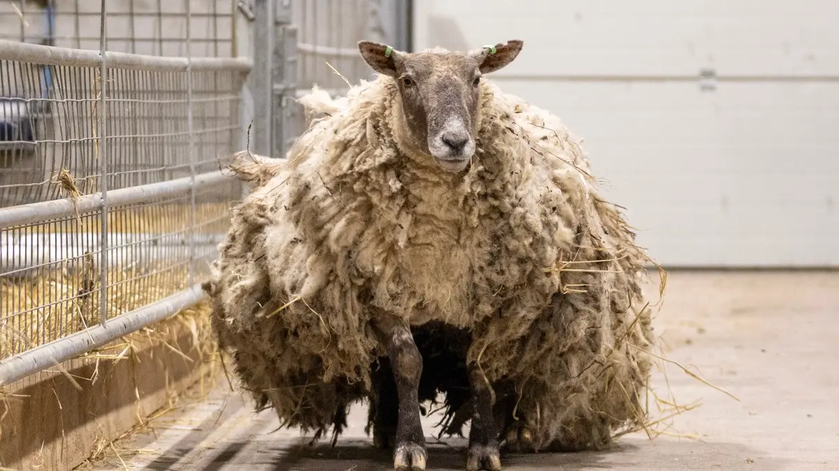 The Endearing Journey of Fiona the Sheep