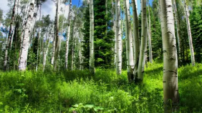 Exploring the Vibrant Community of Forest Green