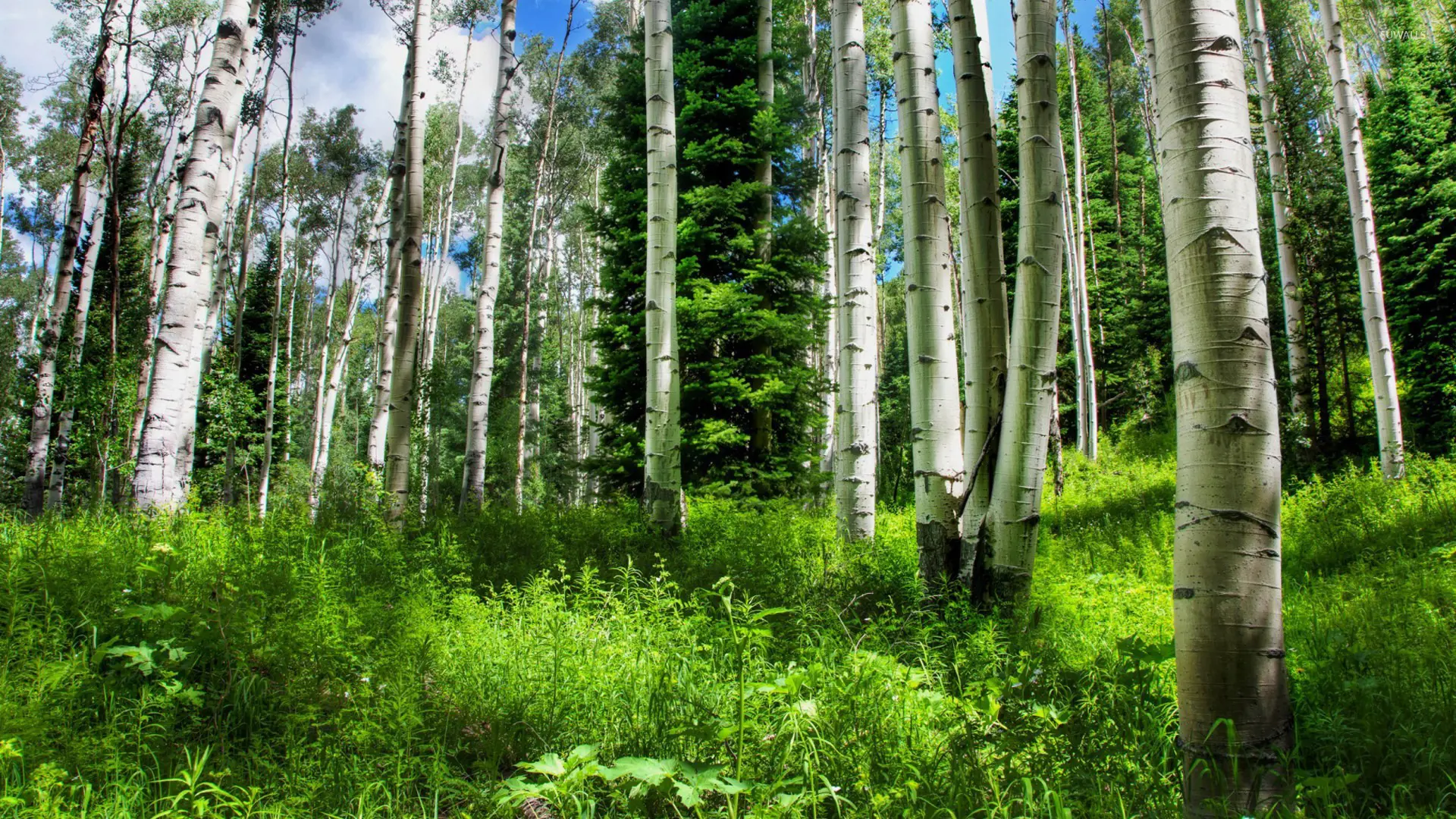 Exploring the Vibrant Community of Forest Green
