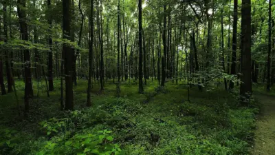 The Significance of Forest Green in Sustainability Efforts