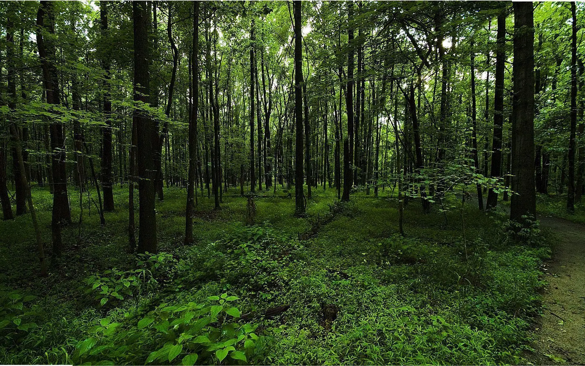The Significance of Forest Green in Sustainability Efforts