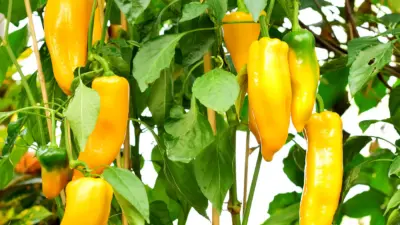 The Remarkable Journey of Guy Pepper
