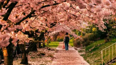 Japan Cherry Blossom Festival Cancelled Amidst Unforeseen Circumstances