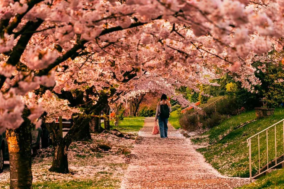 Japan Cherry Blossom Festival Cancelled Amidst Unforeseen Circumstances