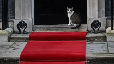 Larry the Cat: The Prime Minister’s Feline Companion
