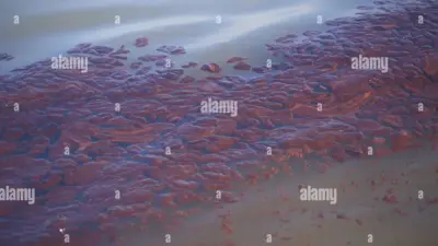 The Impact of the Sea Empress Oil Spill on the Environment