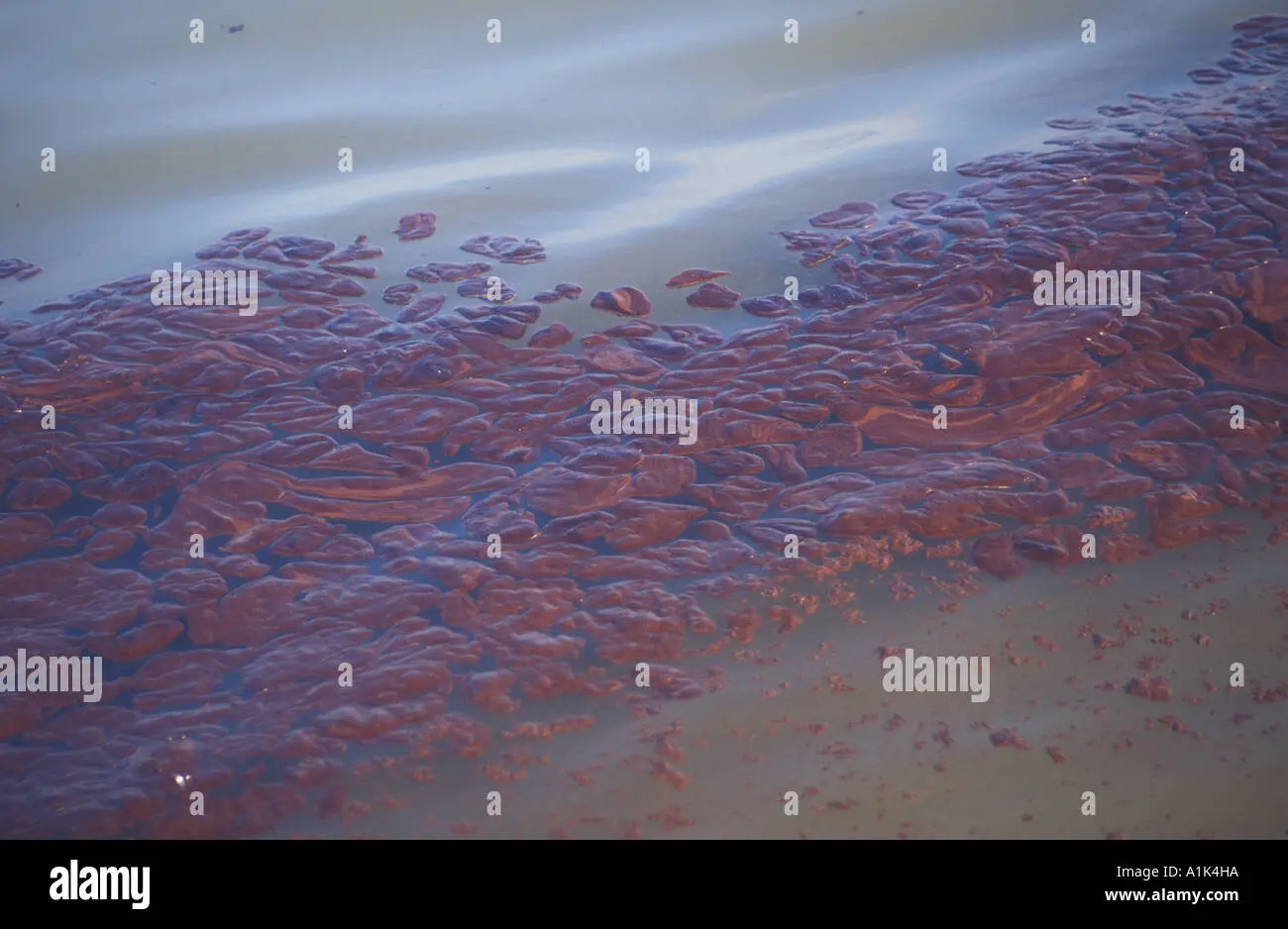 The Impact of the Sea Empress Oil Spill on the Environment