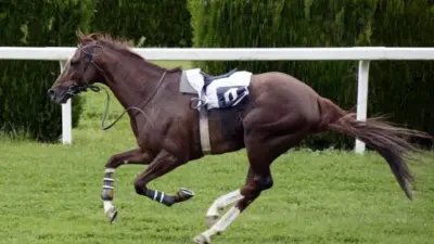 alex ferguson horses running today — GB news