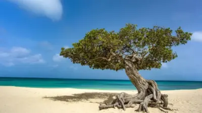 aruba — GB news
