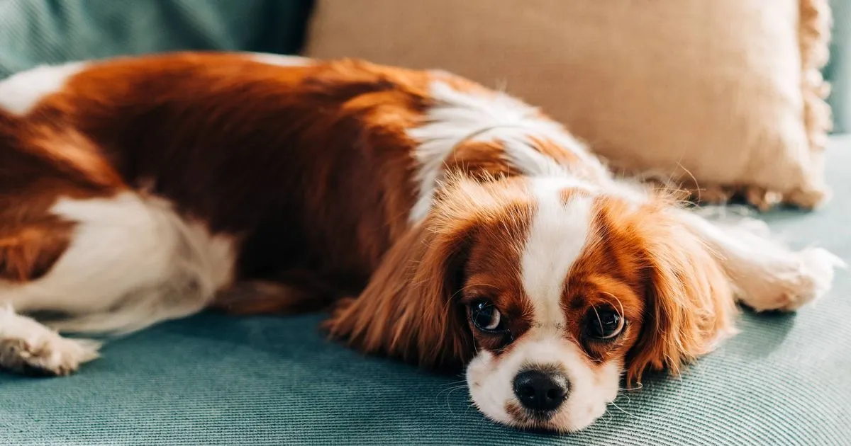 ben needham — GB news