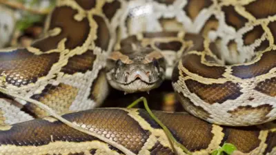 burma — GB news