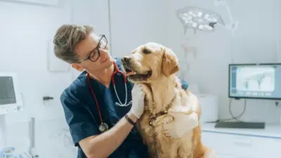 cma vets — GB news