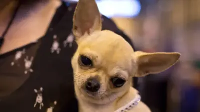 dog breeds banned in uk — GB news