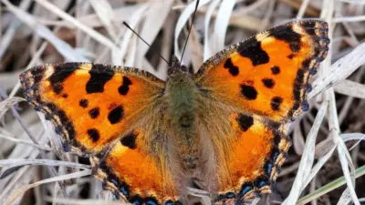 large tortoiseshell butterfly — GB news