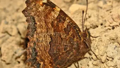large tortoiseshell — GB news