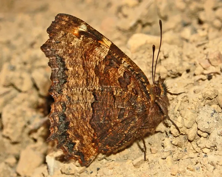 large tortoiseshell — GB news