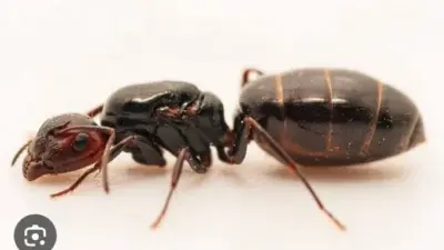 queen ants kenya — GB news