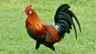 rooster — GB news
