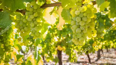 sauvignon blanc — GB news