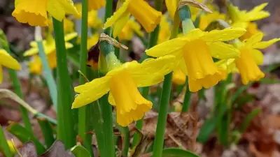 st. david's day — GB news