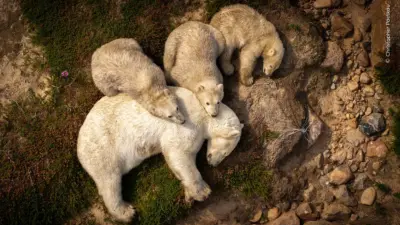 wildlife photographer of the year — GB news