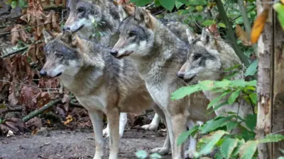 wildwood trust wolf euthanasia — GB news