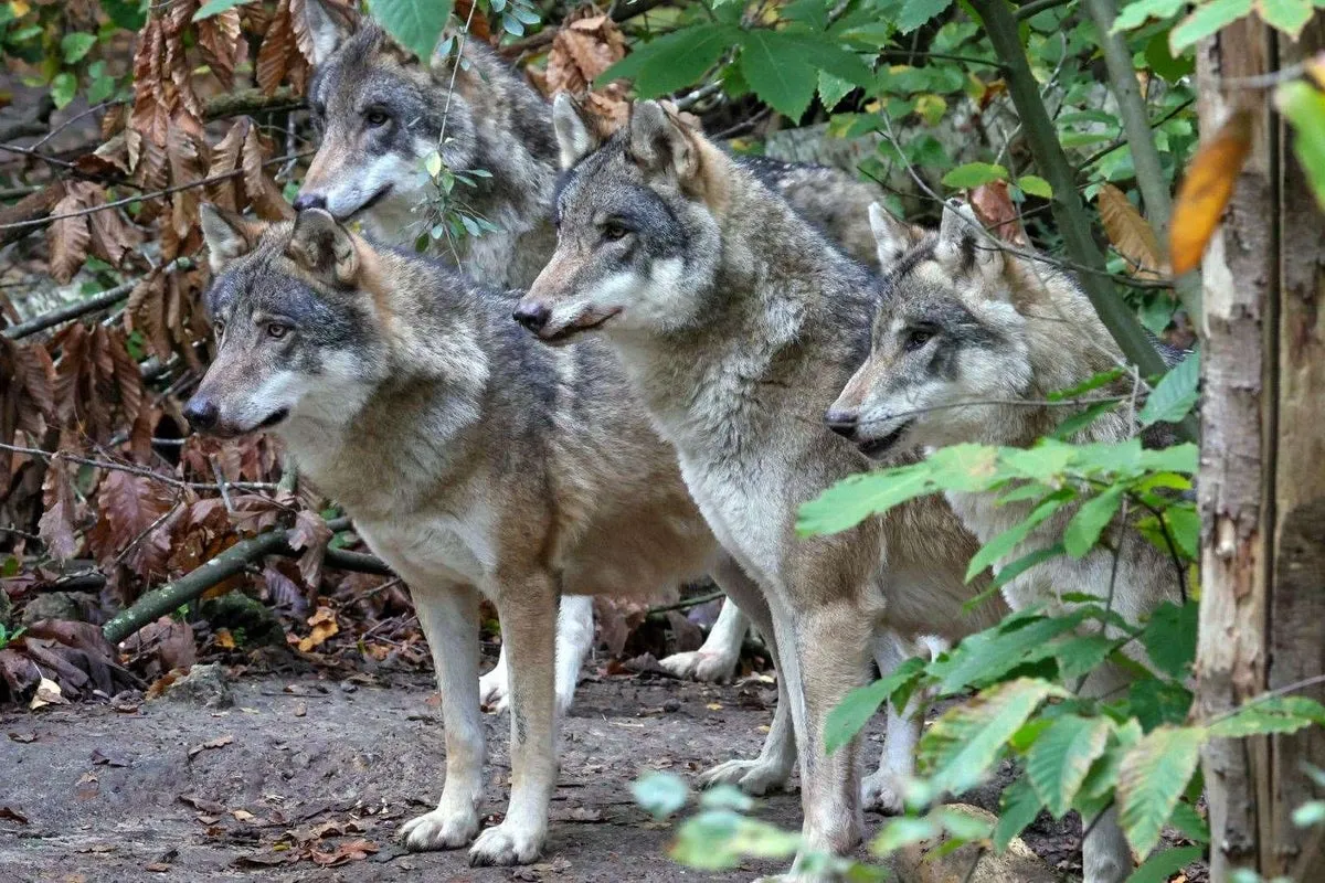 wildwood trust wolf euthanasia — GB news