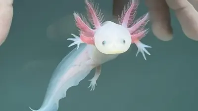 axolotl — GB news