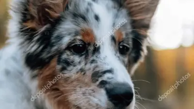 blue merle lurcher — GB news