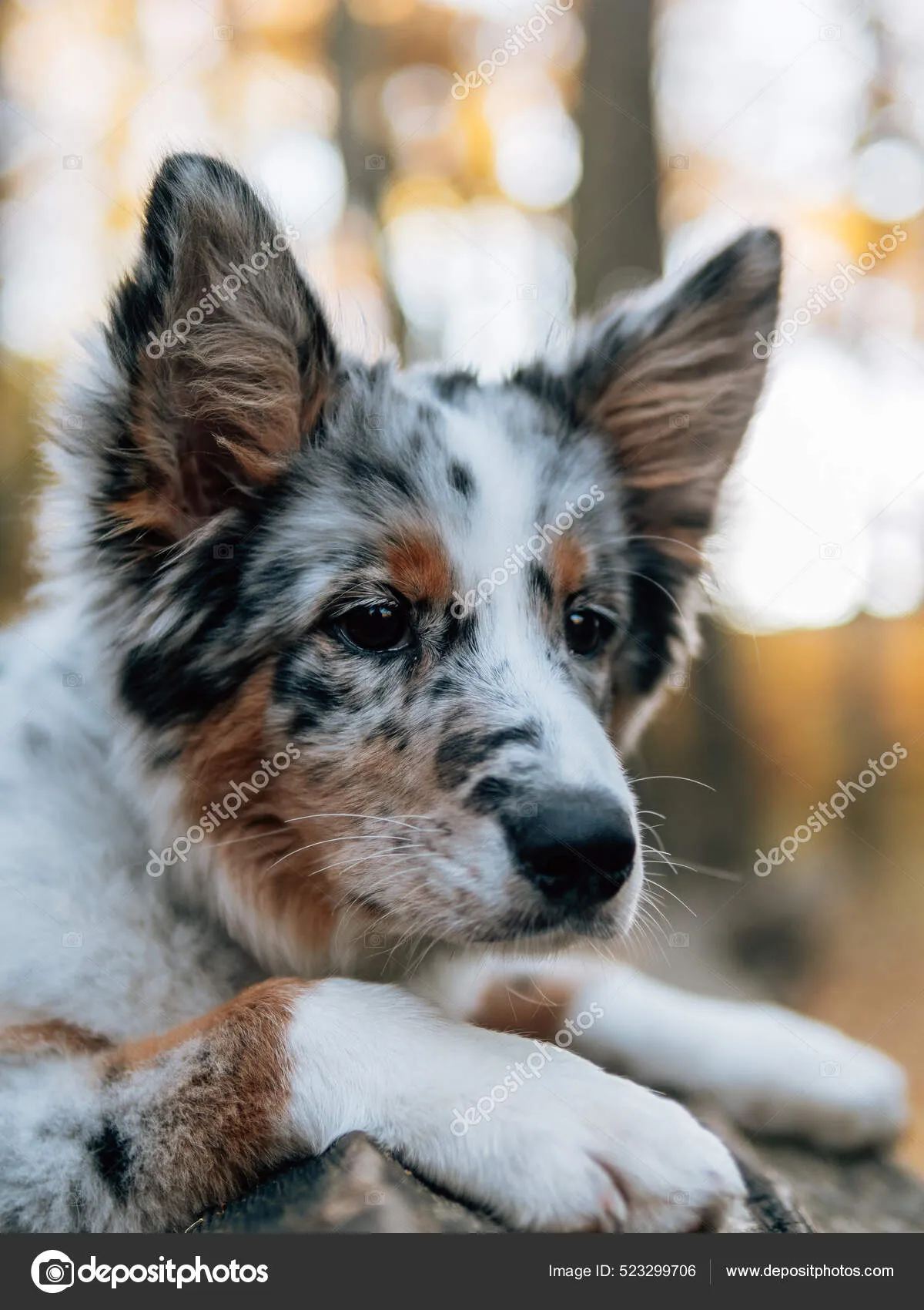 blue merle lurcher — GB news