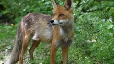 chernobyl — GB news