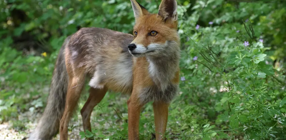 chernobyl — GB news