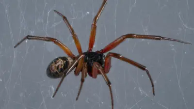 false widow spider uk — GB news