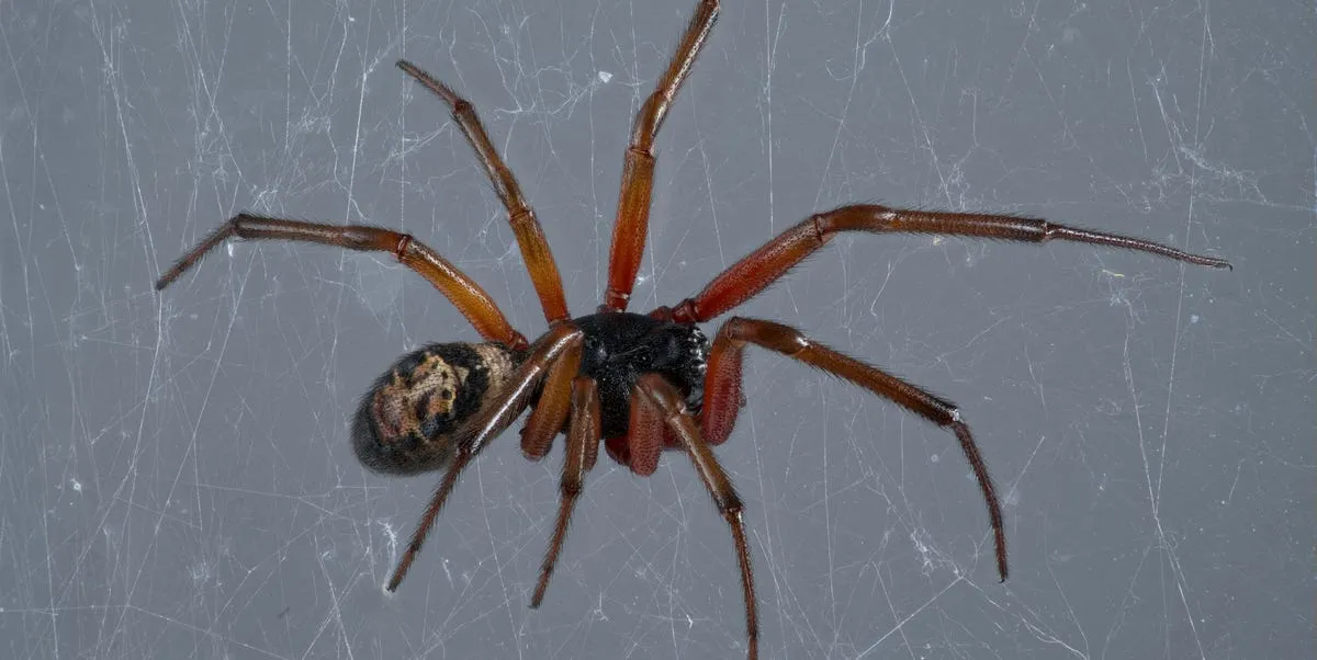 false widow spider uk — GB news
