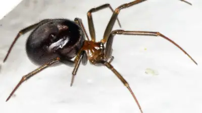 false widow spider — GB news