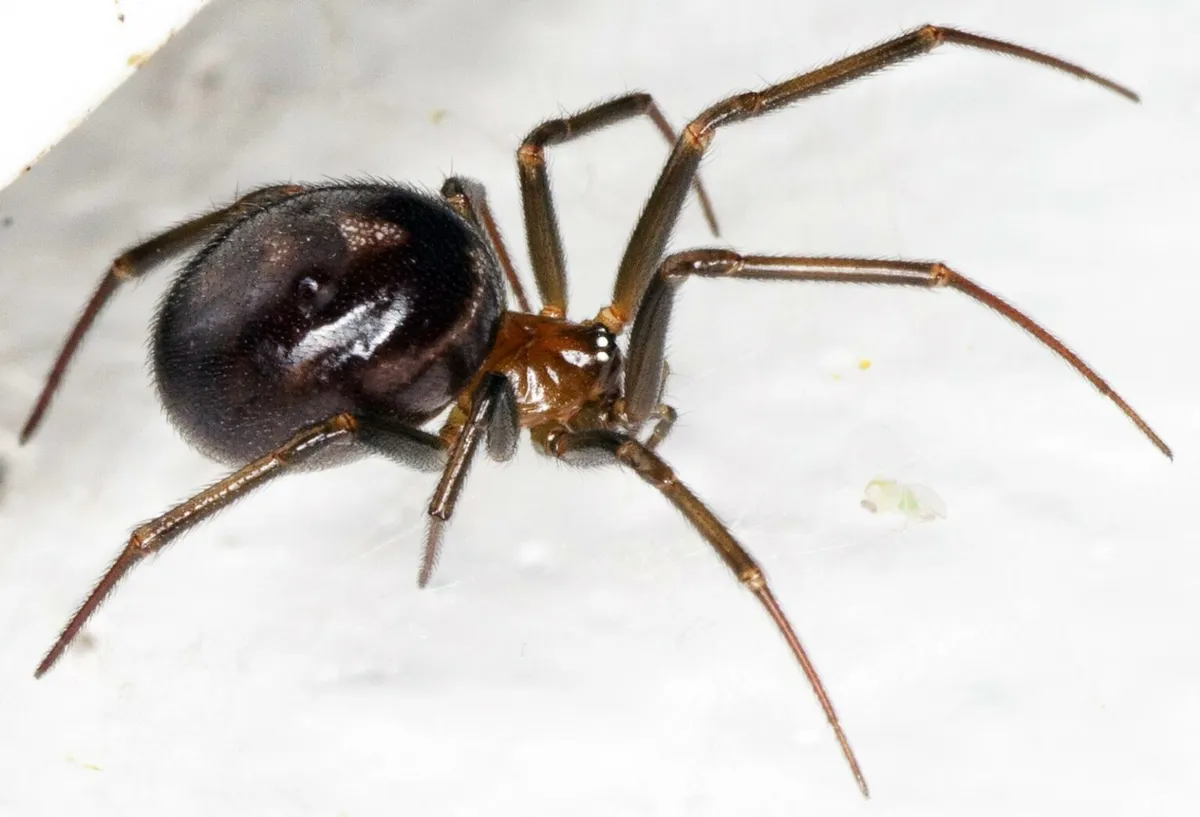 false widow spider — GB news