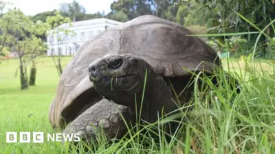 jonathan tortoise death — GB news