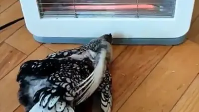 the chicken ick phenomenon — GB news