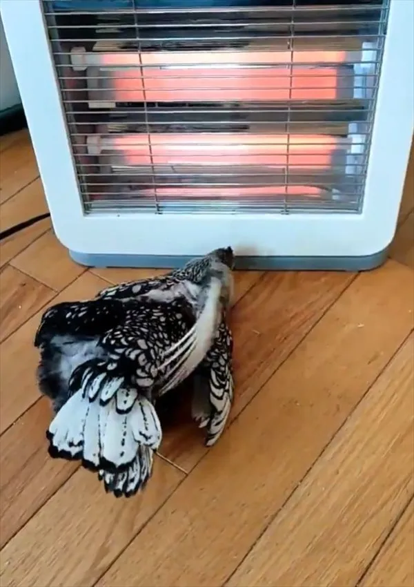 the chicken ick phenomenon — GB news