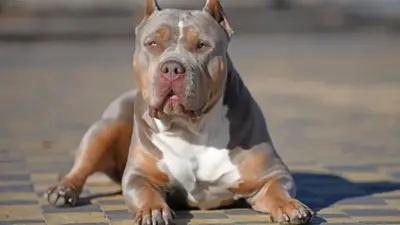 xl bully — GB news