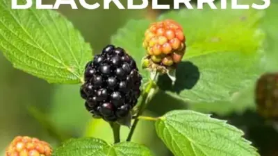 aldi sweeter blackberries — GB news