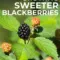 aldi sweeter blackberries — GB news