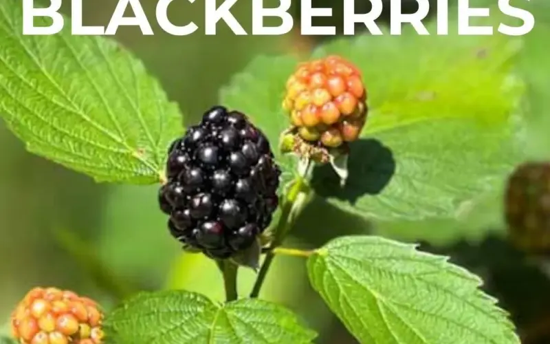 aldi sweeter blackberries — GB news