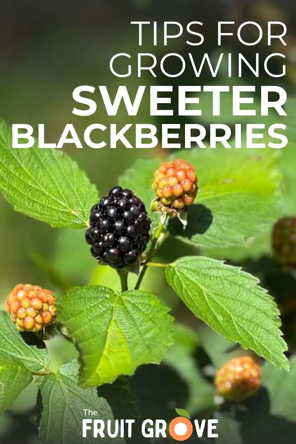 aldi sweeter blackberries — GB news