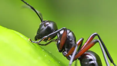ants — GB news