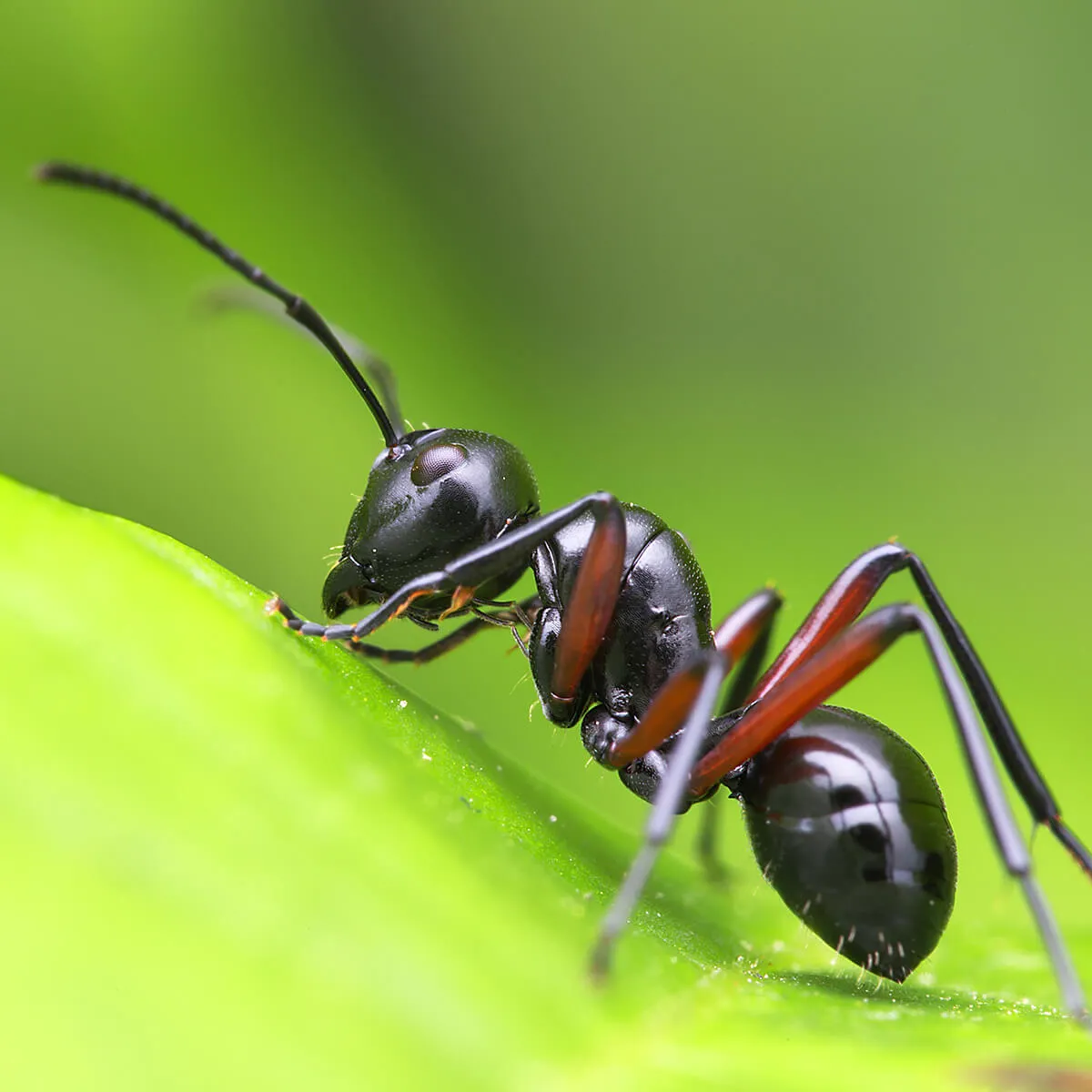 ants — GB news