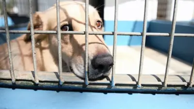 cruelty to animals — GB news