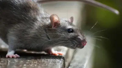 hantavirus infections cruise ship — GB news