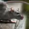 hantavirus infections cruise ship — GB news